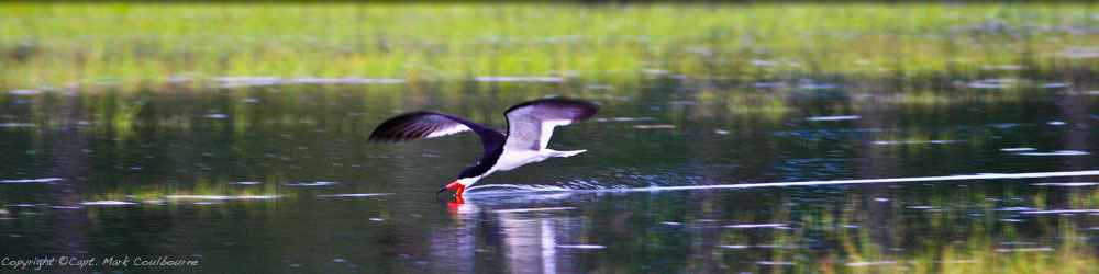 Assateague Nature Cruises & Kayak Tours