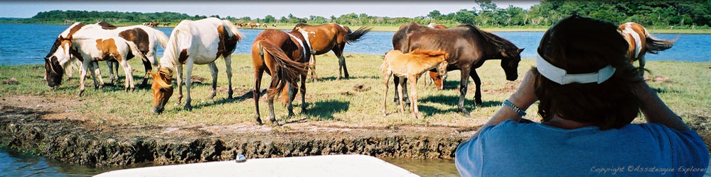 Assateague Cruises