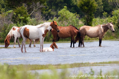 assateague tours