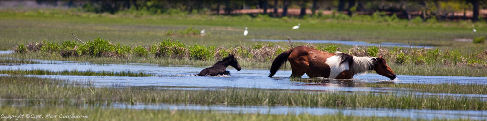 Assateague Ponies
