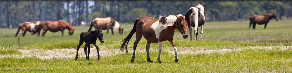 Assateague Kayak Tour