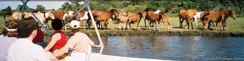 Assateague Wild Pony Watching Cruises