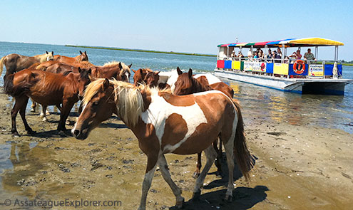 Assateague Explorer Pony Watching Cruise