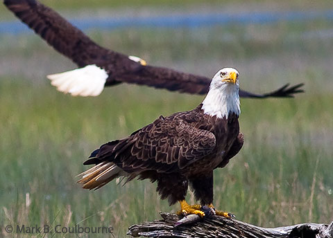 Birdwatching near Assateague